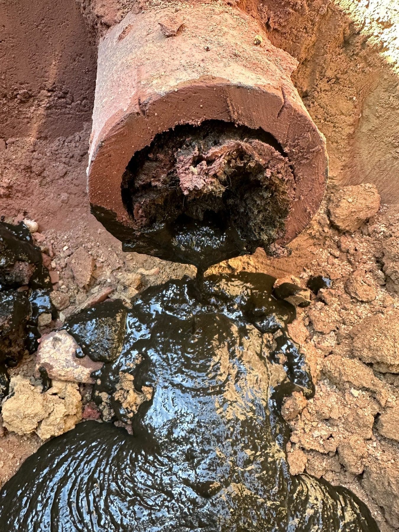 An excavated clay sewer line cut open to reveal a dense root mass blocking the pipe